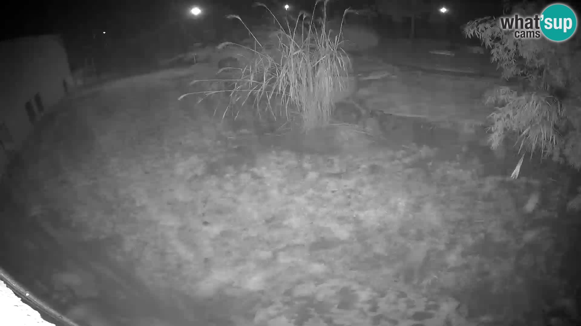 Löwe live Webcam im Zoo von Ljubljana – Slowenien