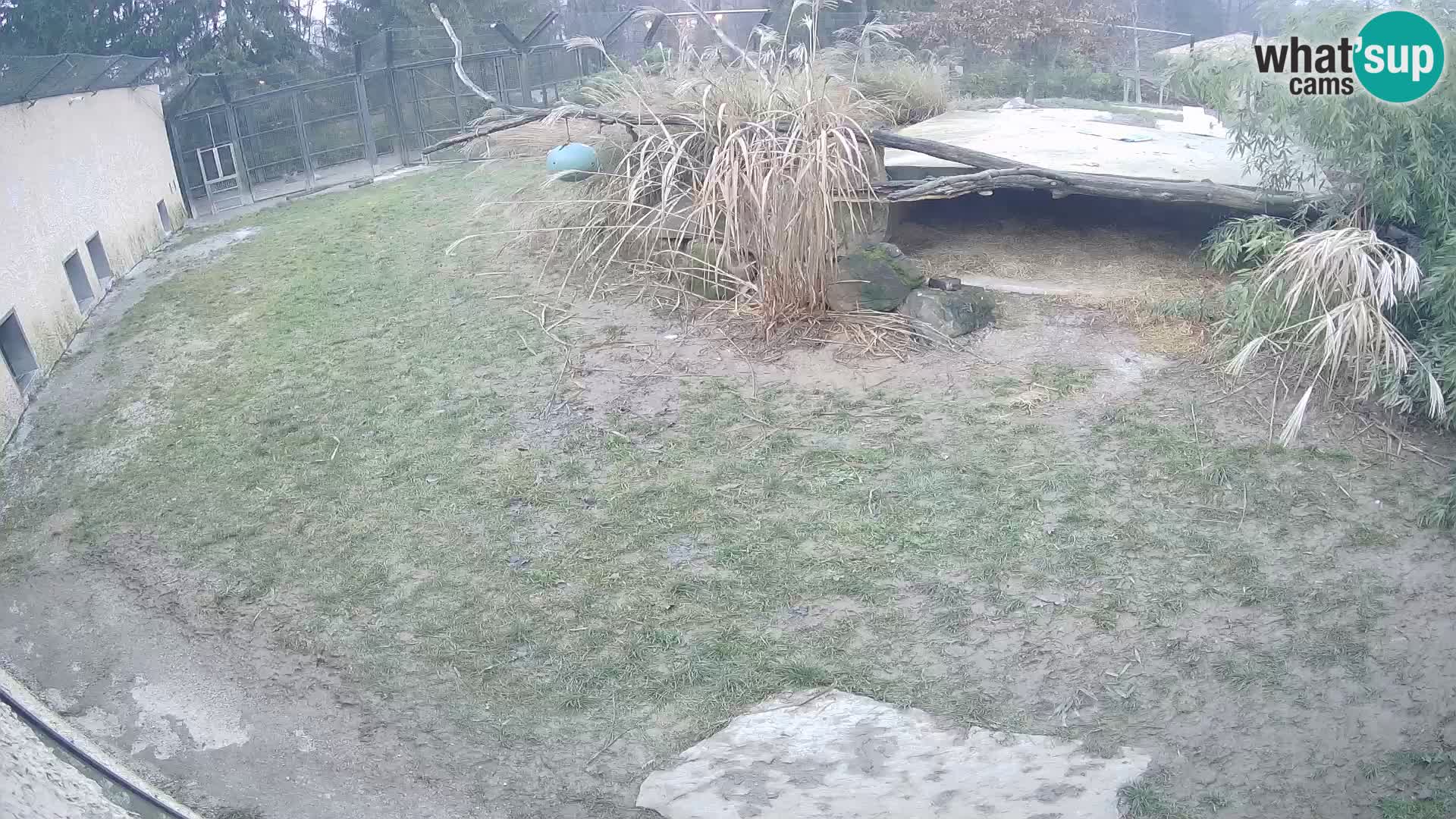 Lavovi web kamera uživo u ljubljanskom zoološkom vrtu – Slovenija