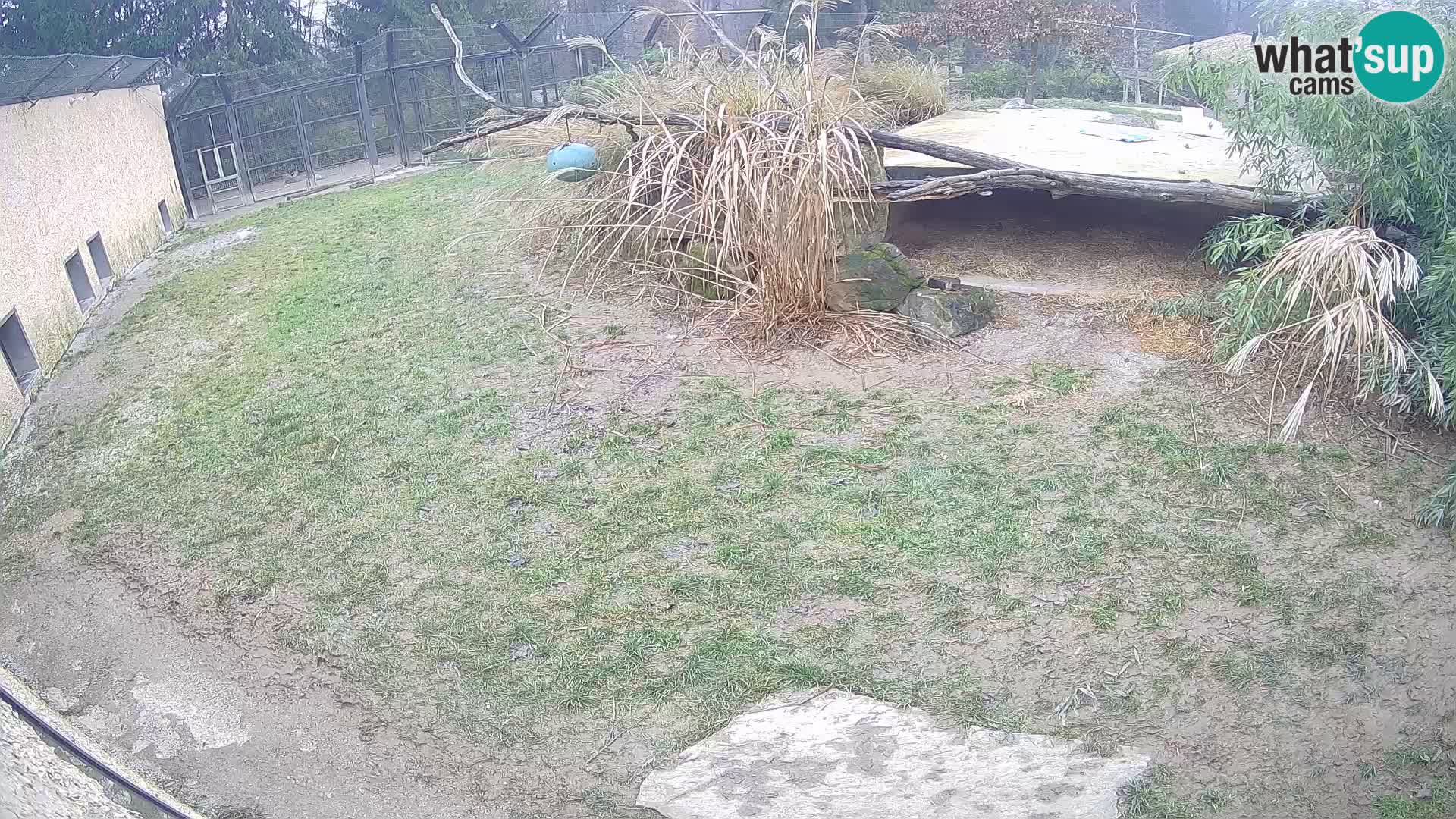 LEVI spletna kamera v živalskem vrtu Ljubljana Zoo