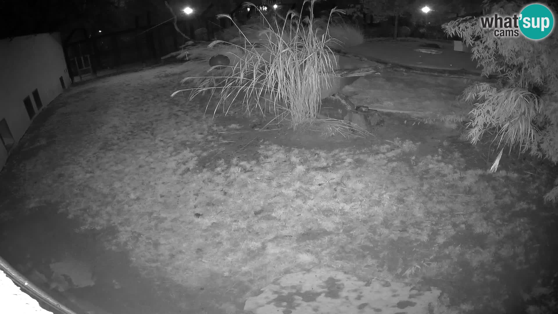 Lavovi web kamera uživo u ljubljanskom zoološkom vrtu – Slovenija