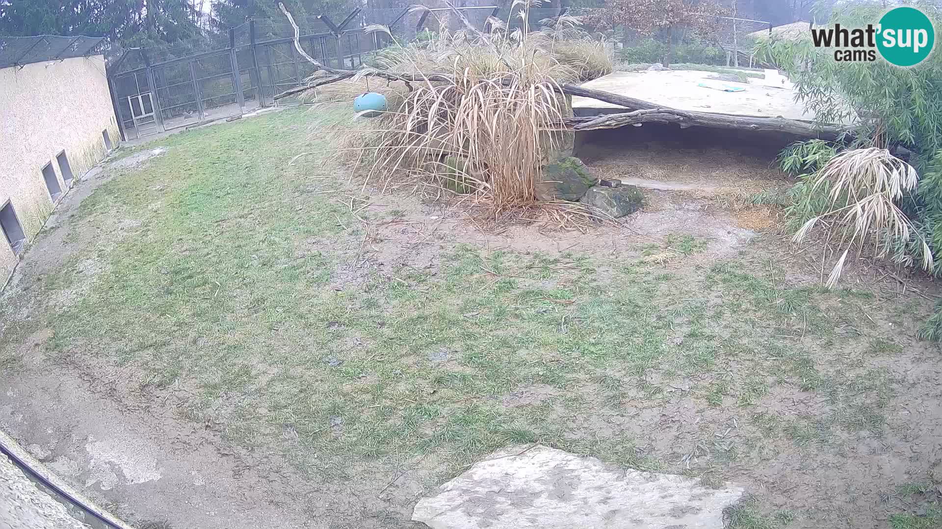 LION live Webcam in Ljubljana Zoo – Slovenia