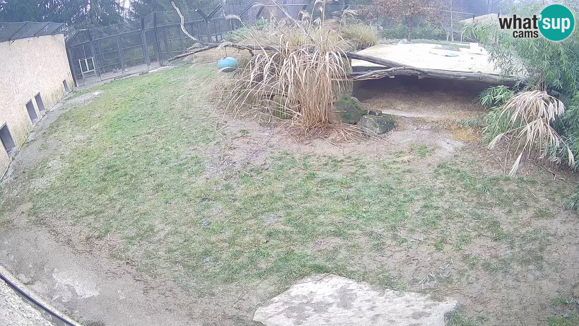 Löwe live Webcam im Zoo von Ljubljana – Slowenien