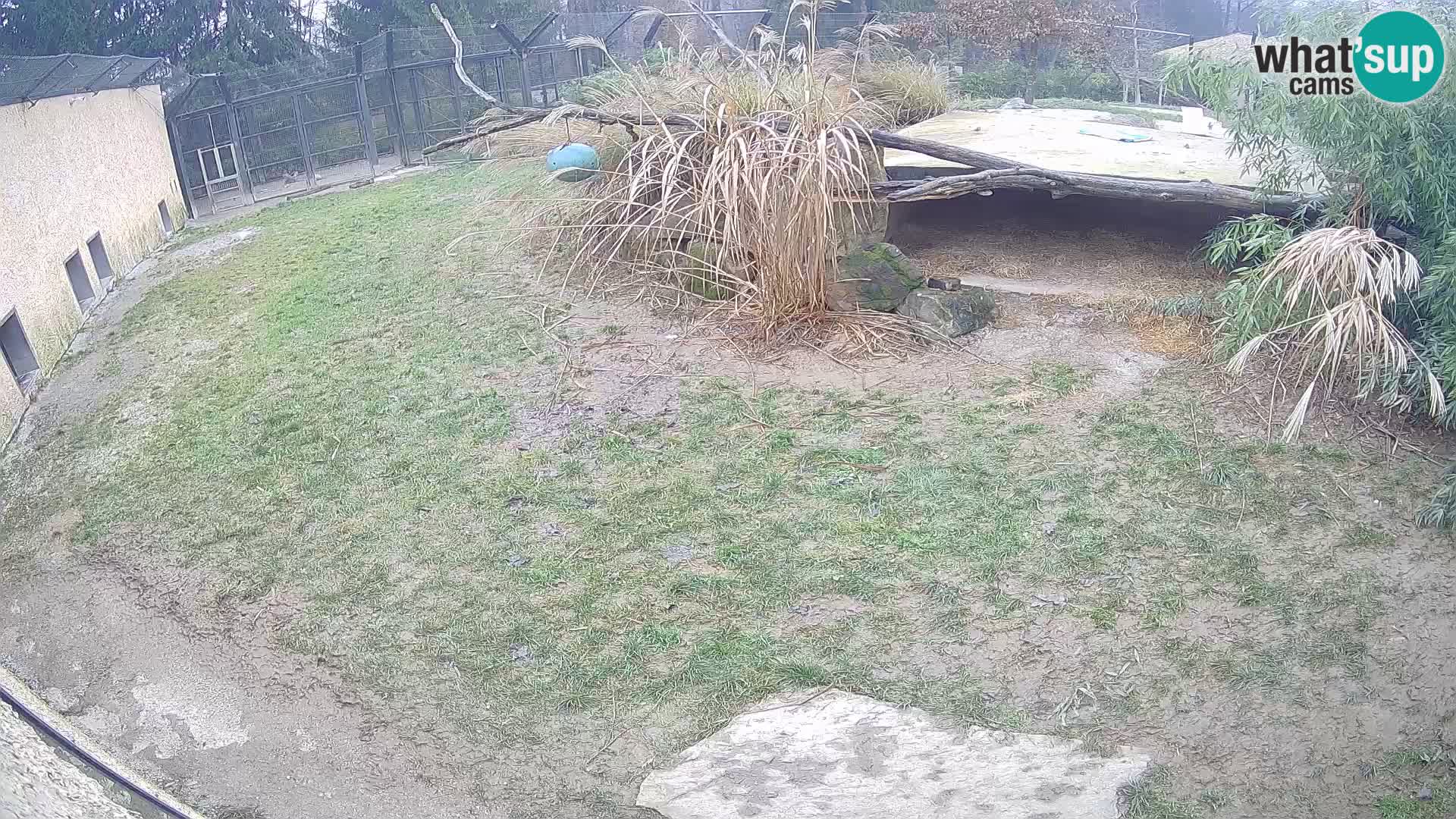 LEVI spletna kamera v živalskem vrtu Ljubljana Zoo