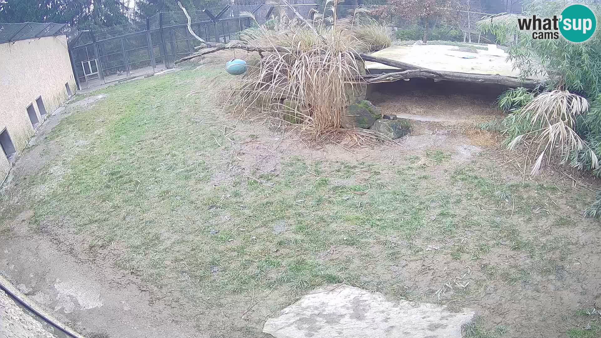 LION live Webcam in Ljubljana Zoo – Slovenia