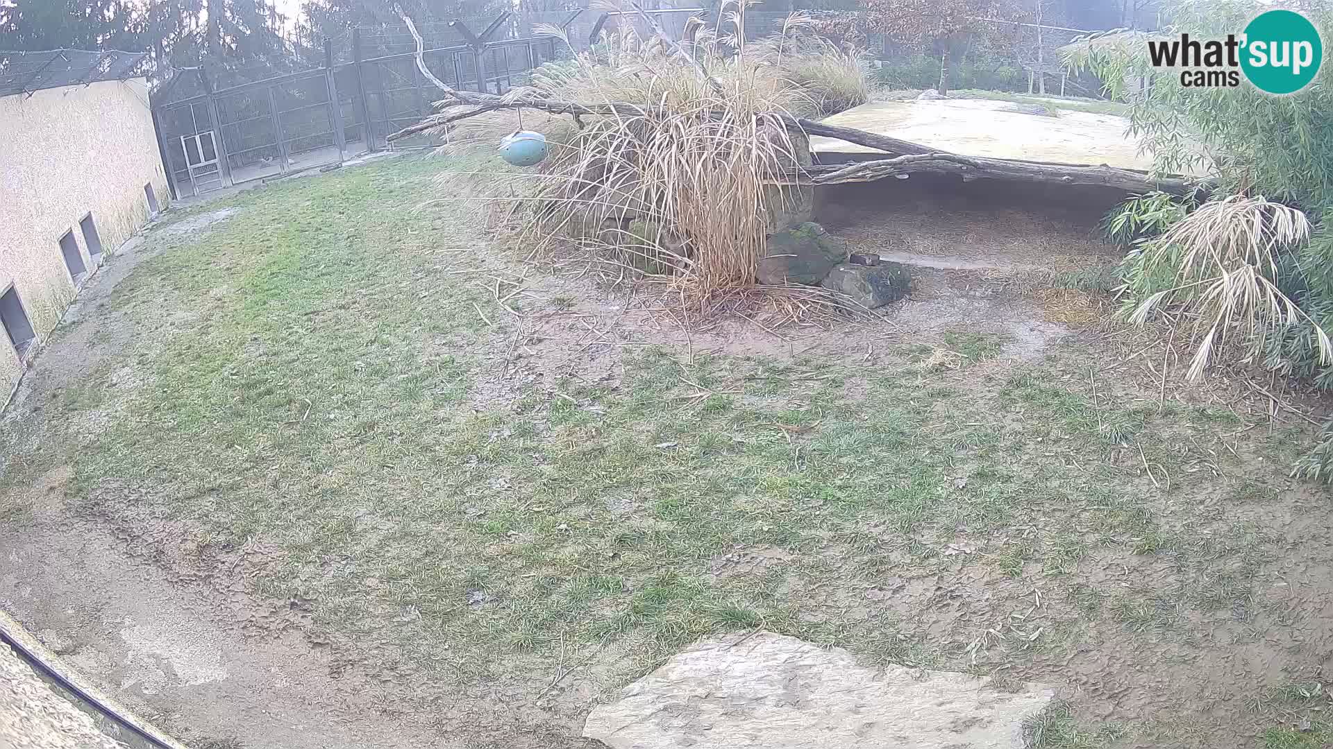 Löwe live Webcam im Zoo von Ljubljana – Slowenien