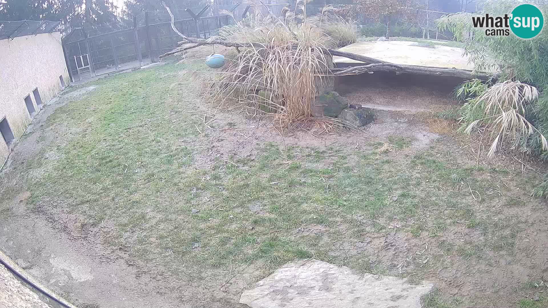 Lavovi web kamera uživo u ljubljanskom zoološkom vrtu – Slovenija