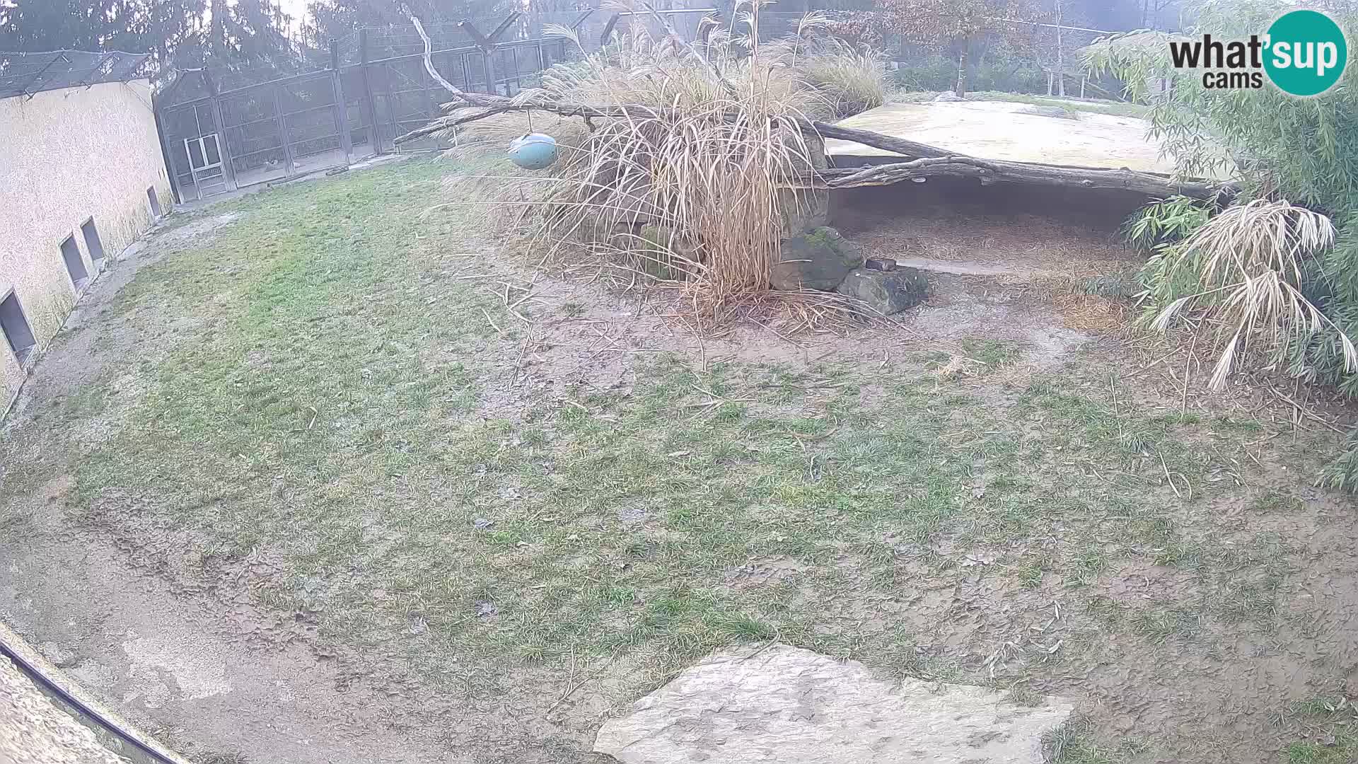 LEONE live Webcam nello zoo di Lubiana – Slovenia
