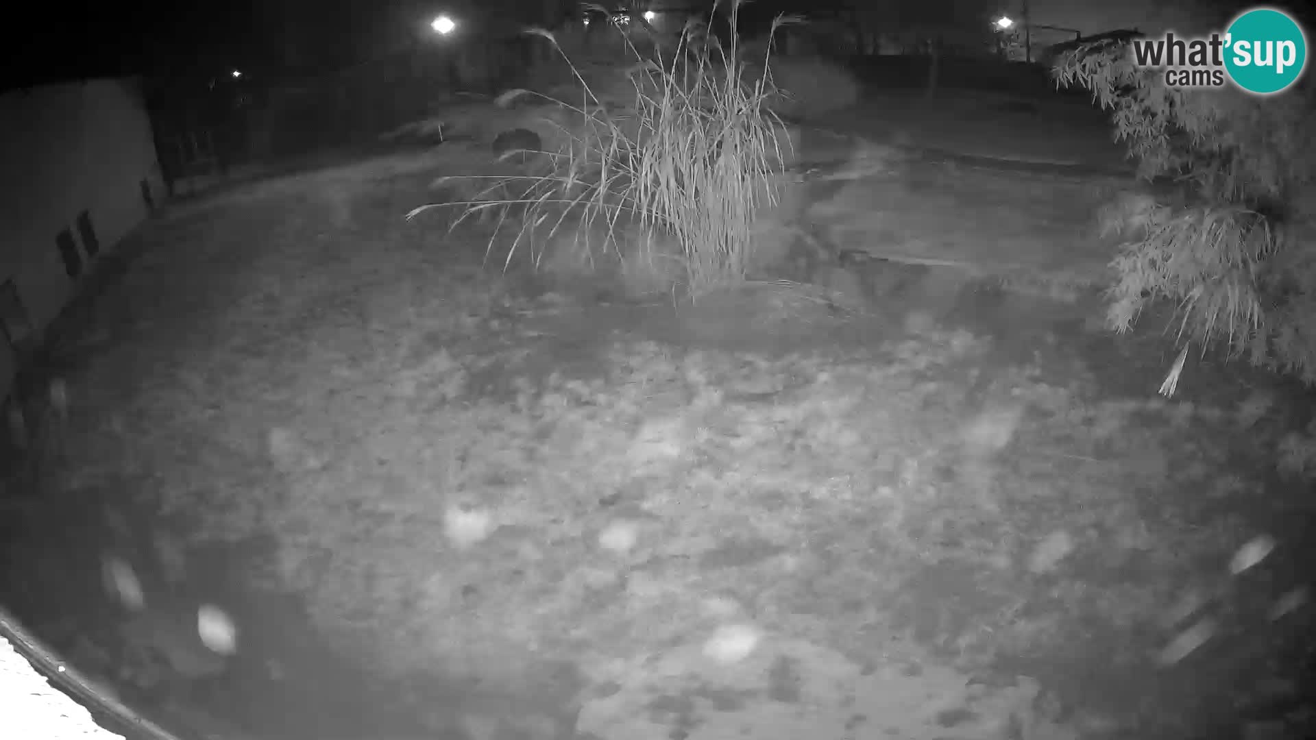 Lavovi web kamera uživo u ljubljanskom zoološkom vrtu – Slovenija