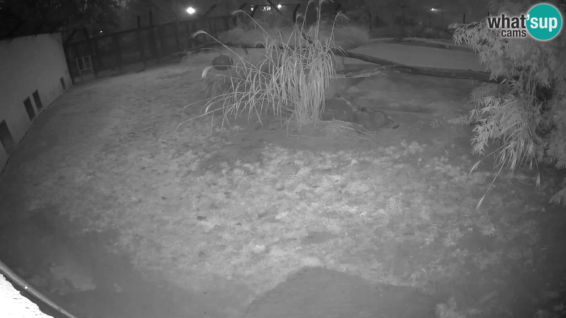 LION live Webcam in Ljubljana Zoo – Slovenia