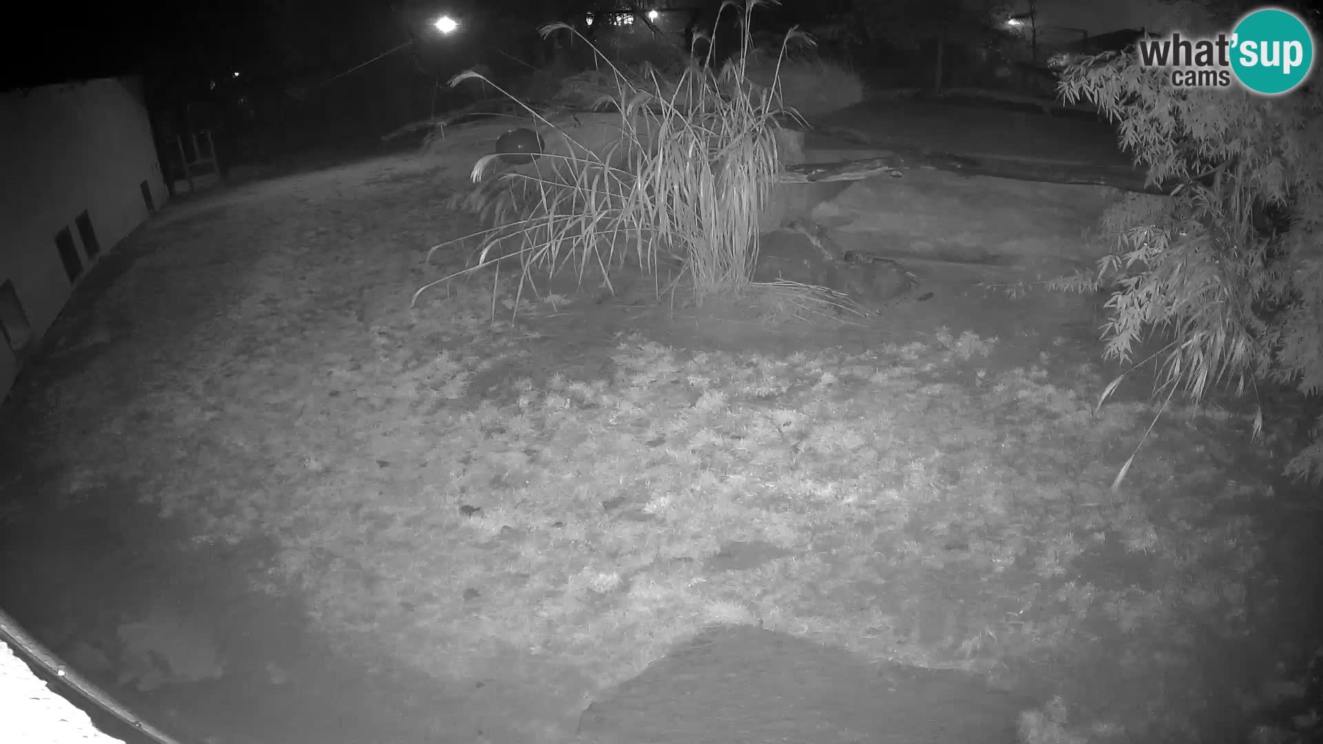 LION live Webcam in Ljubljana Zoo – Slovenia