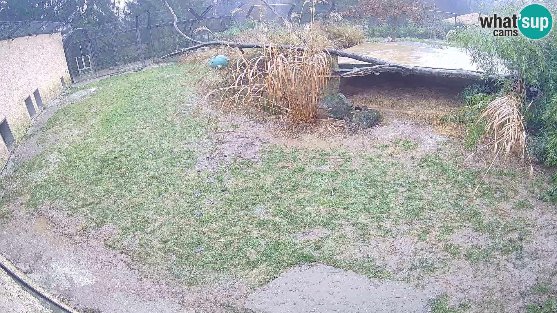 Lavovi web kamera uživo u ljubljanskom zoološkom vrtu – Slovenija