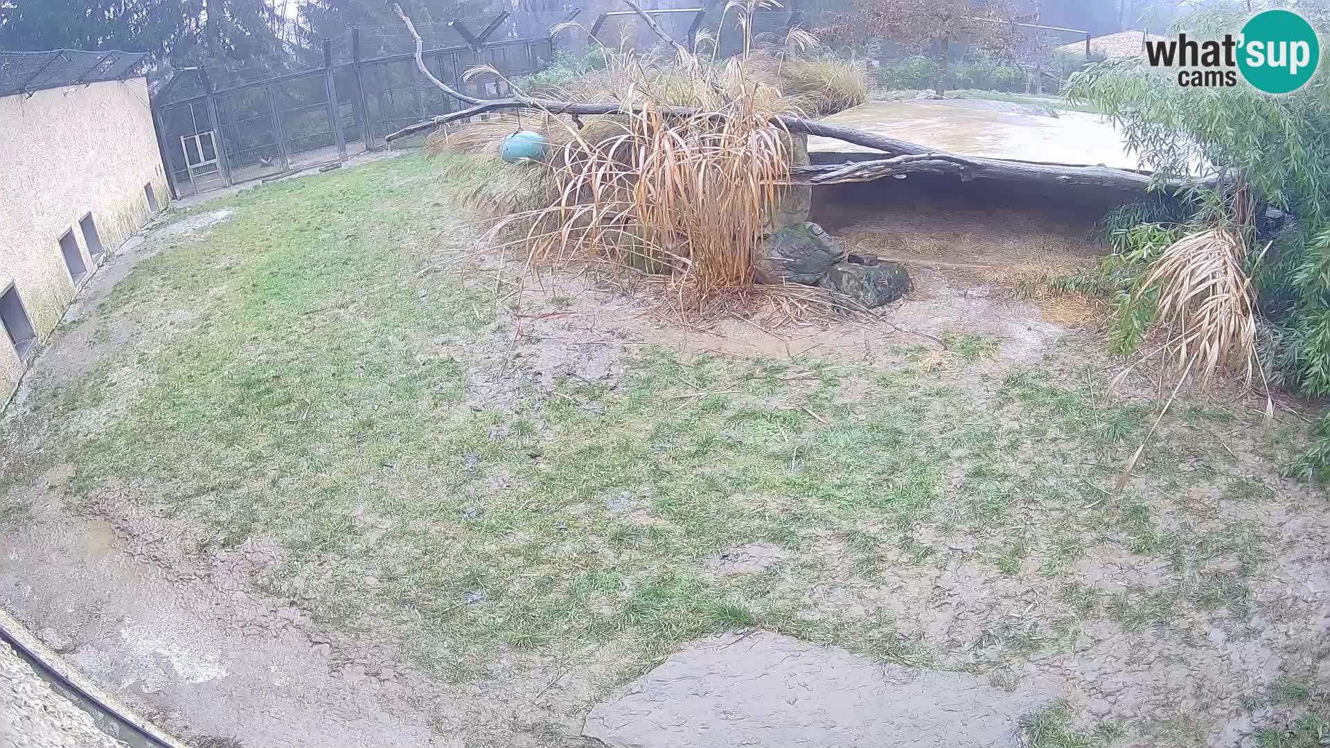 Löwe live Webcam im Zoo von Ljubljana – Slowenien