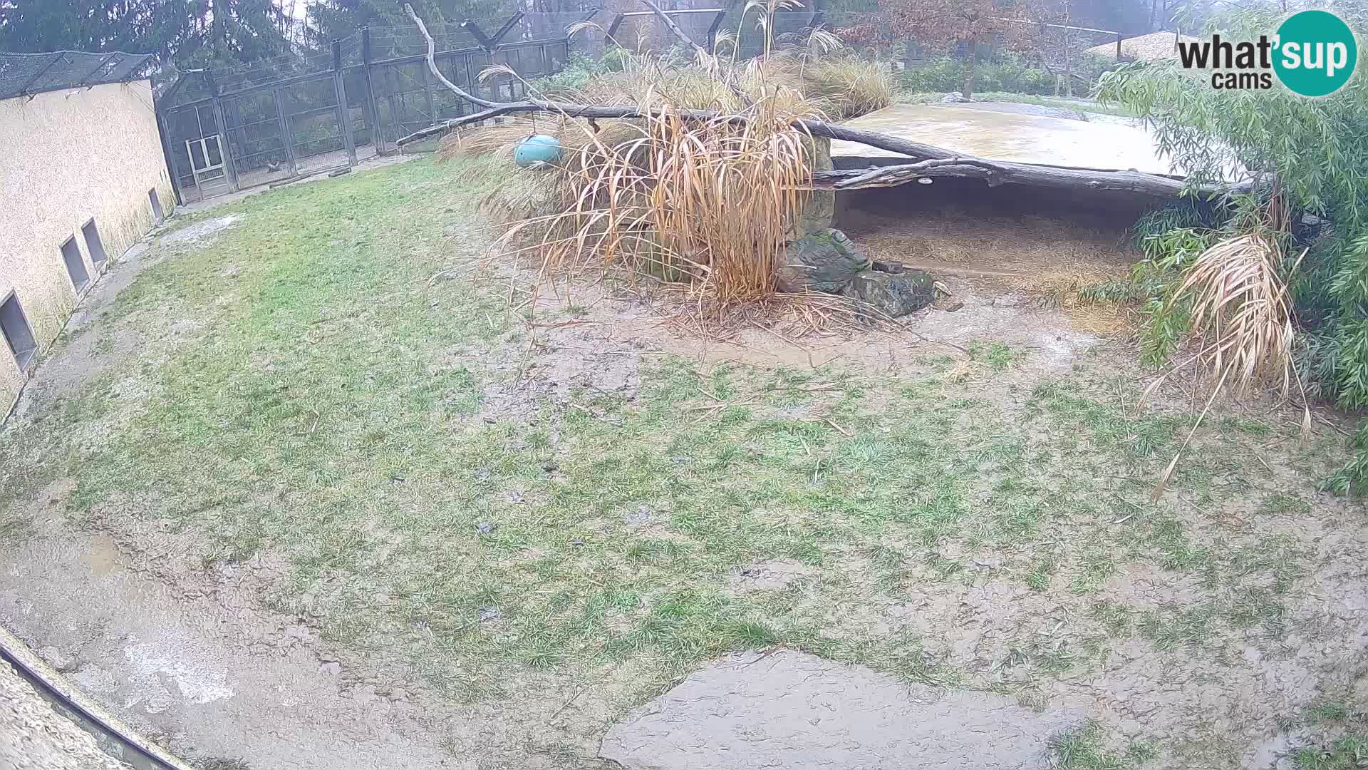 LION webcam en direct du zoo de Ljubljana – Slovénie