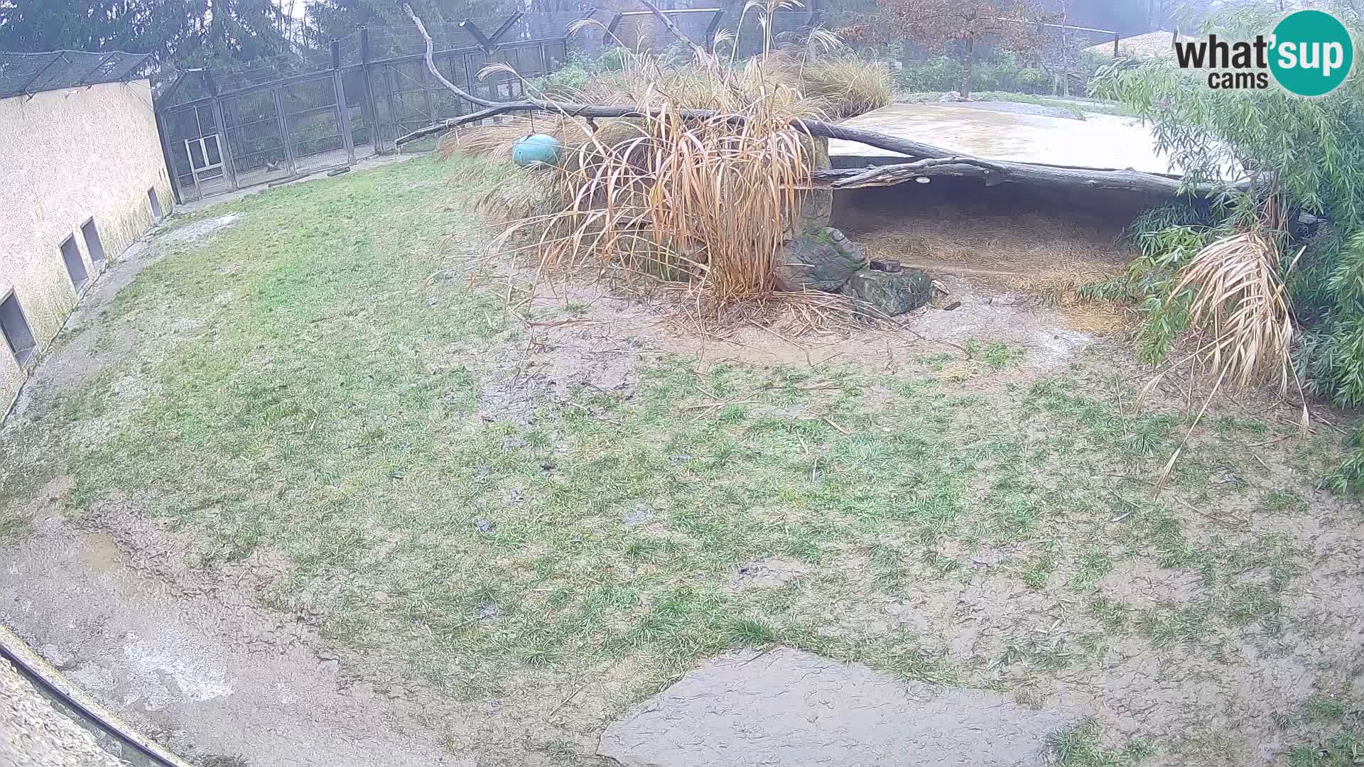 Lavovi web kamera uživo u ljubljanskom zoološkom vrtu – Slovenija