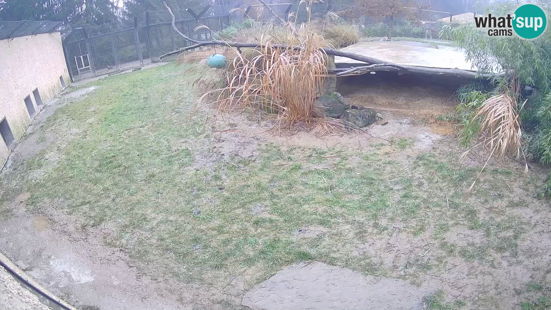 Löwe live Webcam im Zoo von Ljubljana – Slowenien