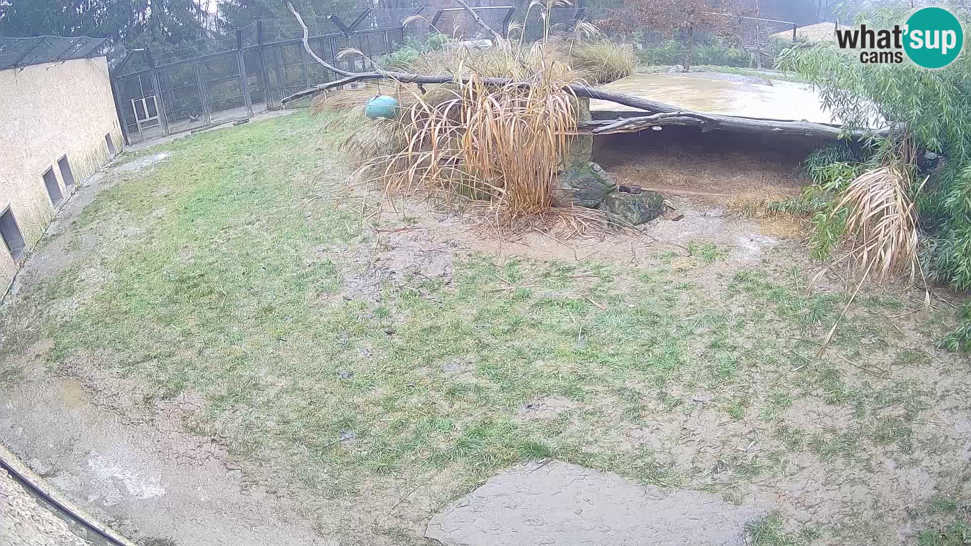 LEONE live Webcam nello zoo di Lubiana – Slovenia