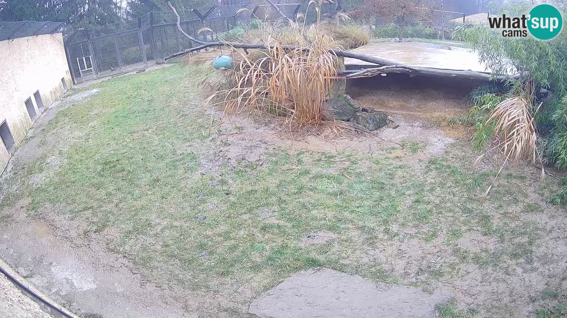 LION webcam en direct du zoo de Ljubljana – Slovénie