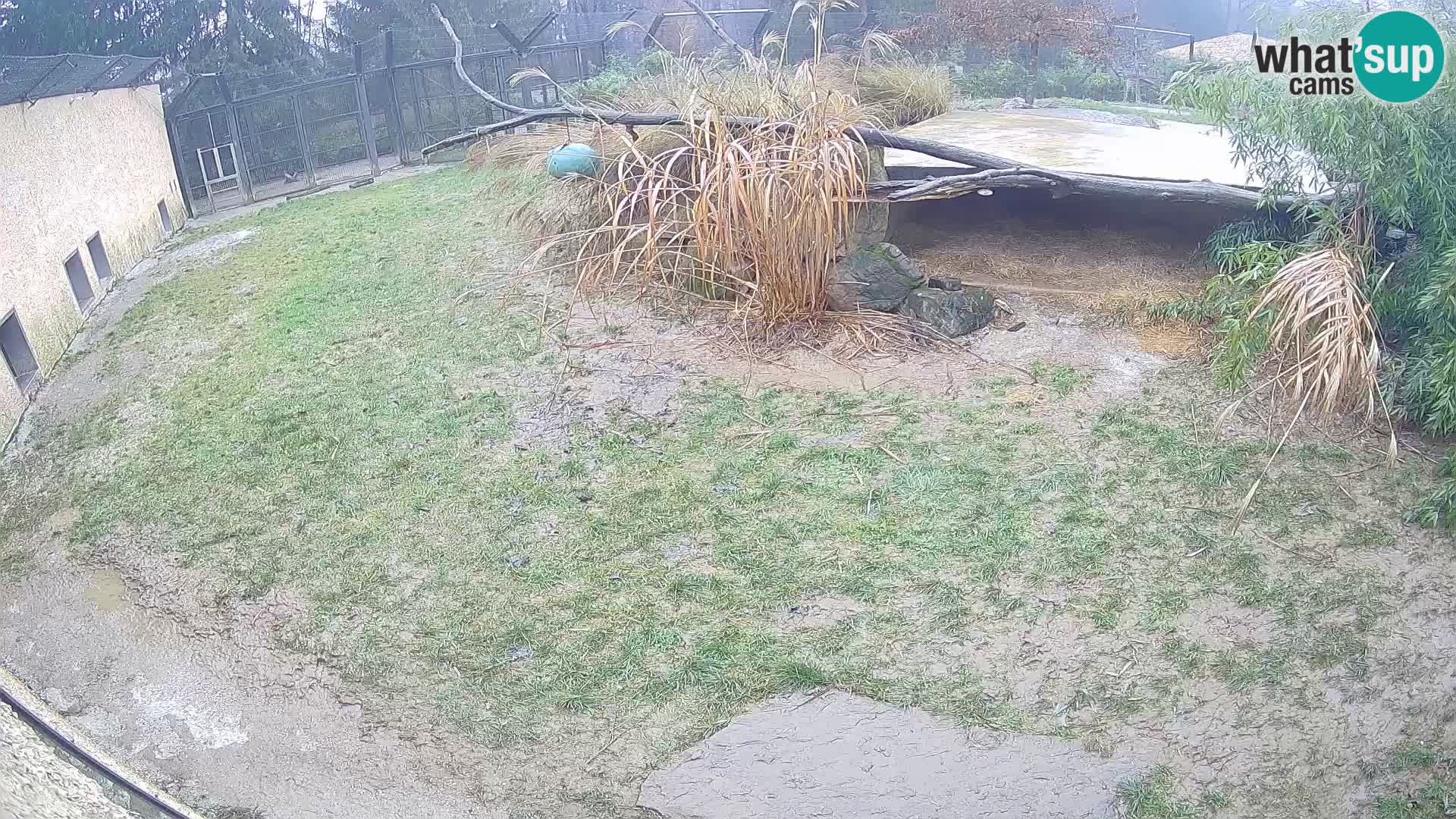 LEONE live Webcam nello zoo di Lubiana – Slovenia