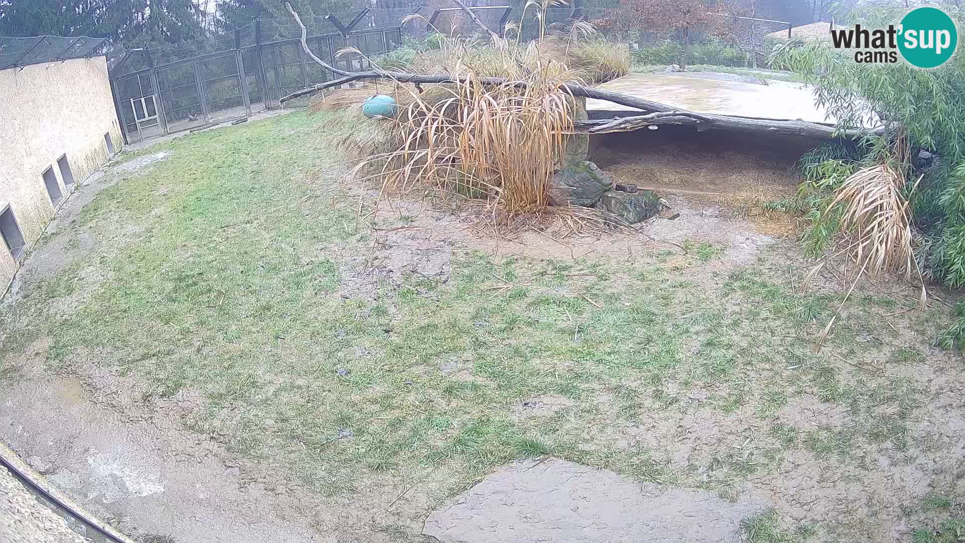 LION webcam en direct du zoo de Ljubljana – Slovénie