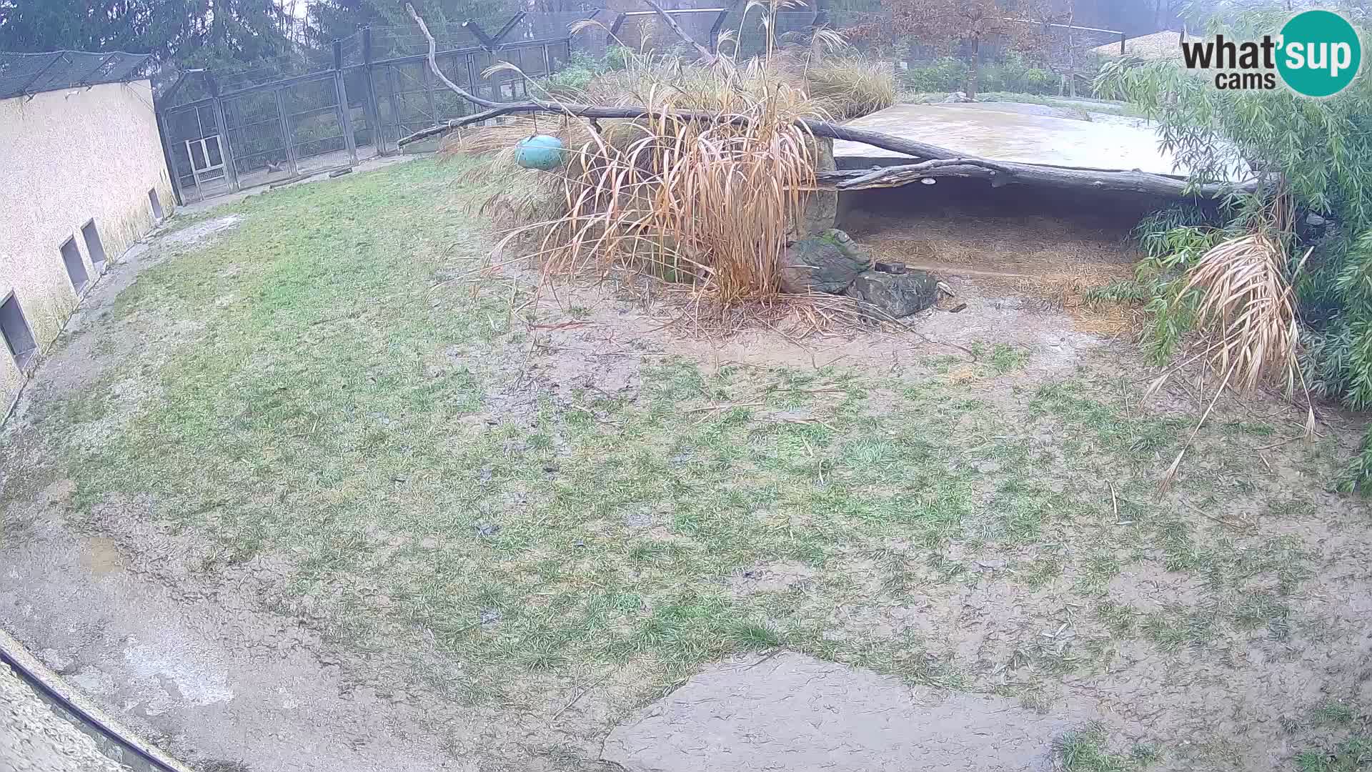 Löwe live Webcam im Zoo von Ljubljana – Slowenien