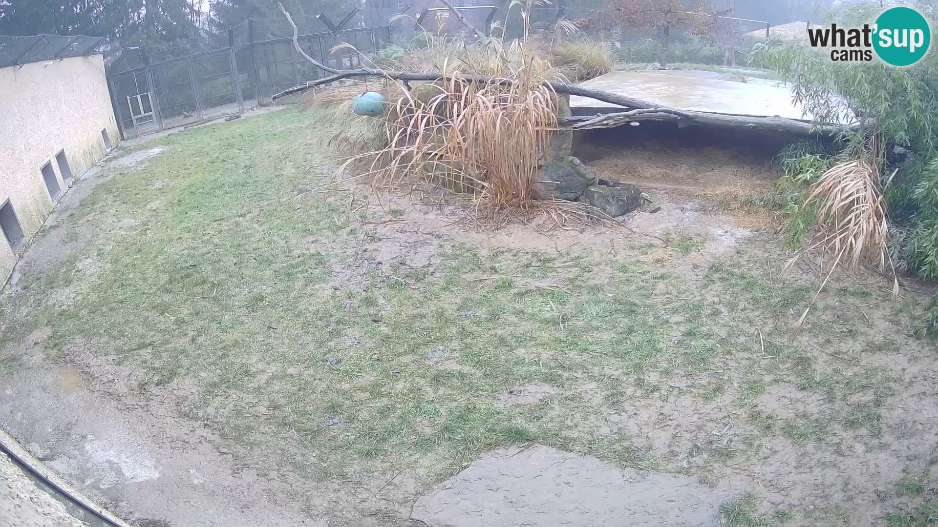 LEONE live Webcam nello zoo di Lubiana – Slovenia