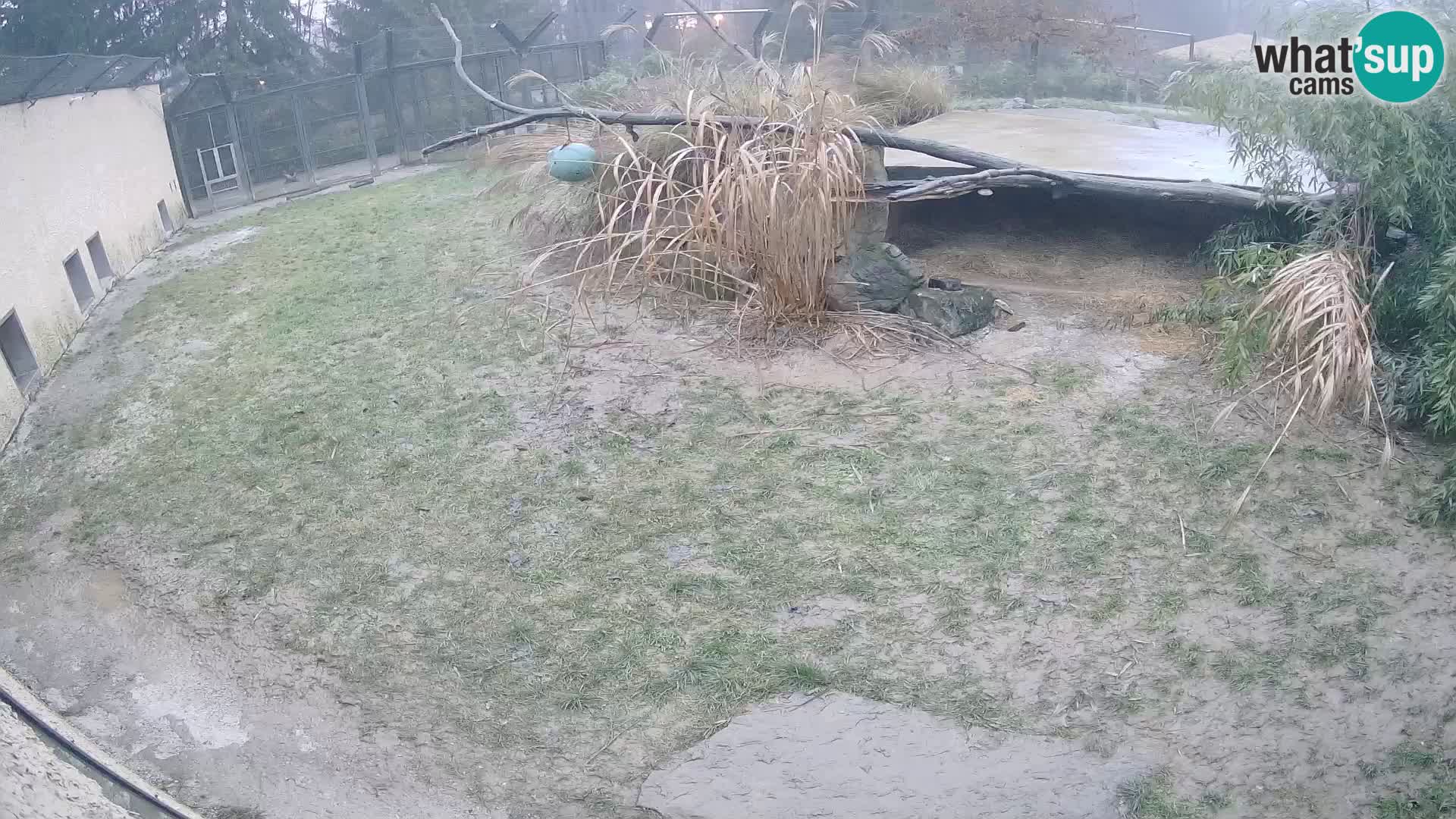 LION live Webcam in Ljubljana Zoo – Slovenia