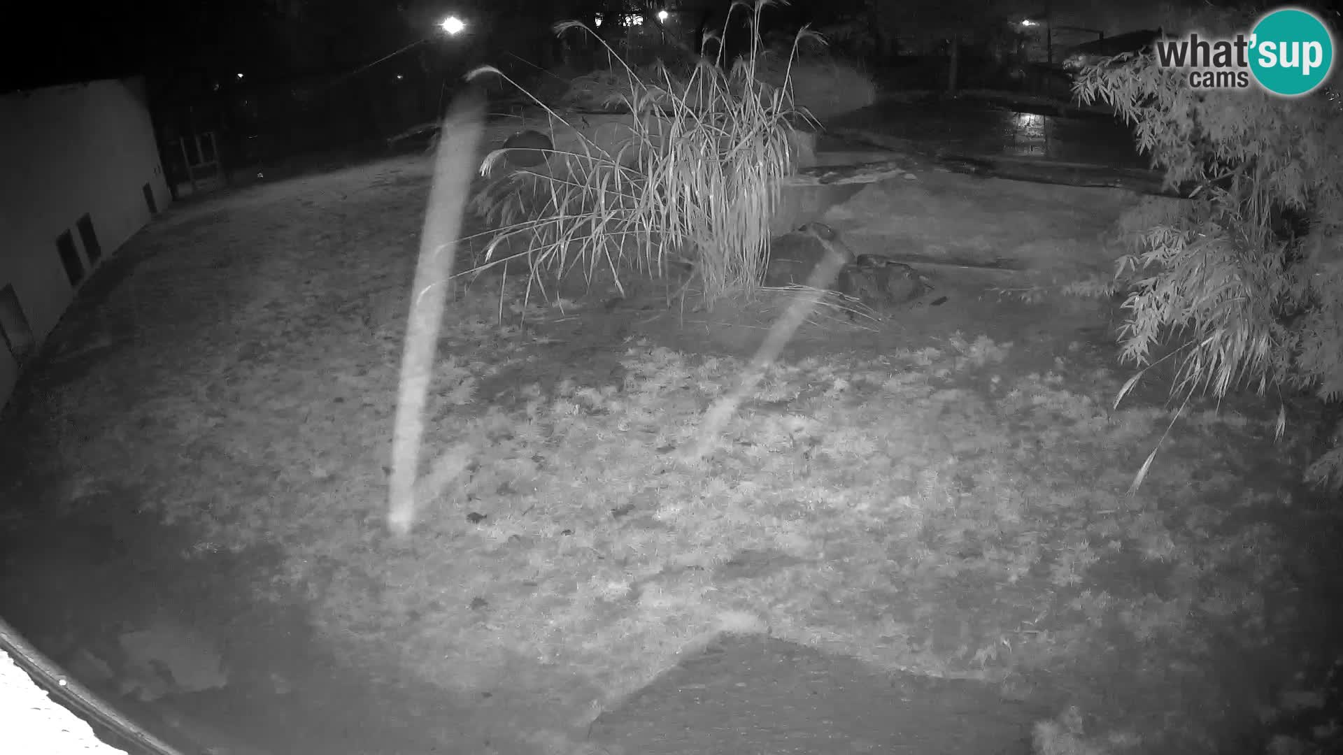 LION live Webcam in Ljubljana Zoo – Slovenia