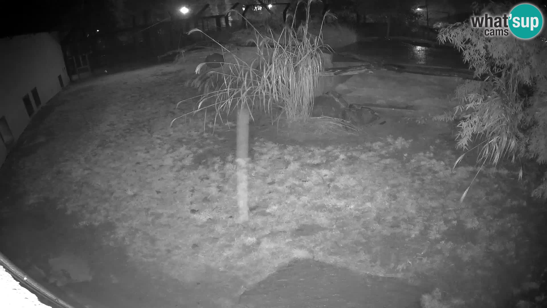 LEONE live Webcam nello zoo di Lubiana – Slovenia