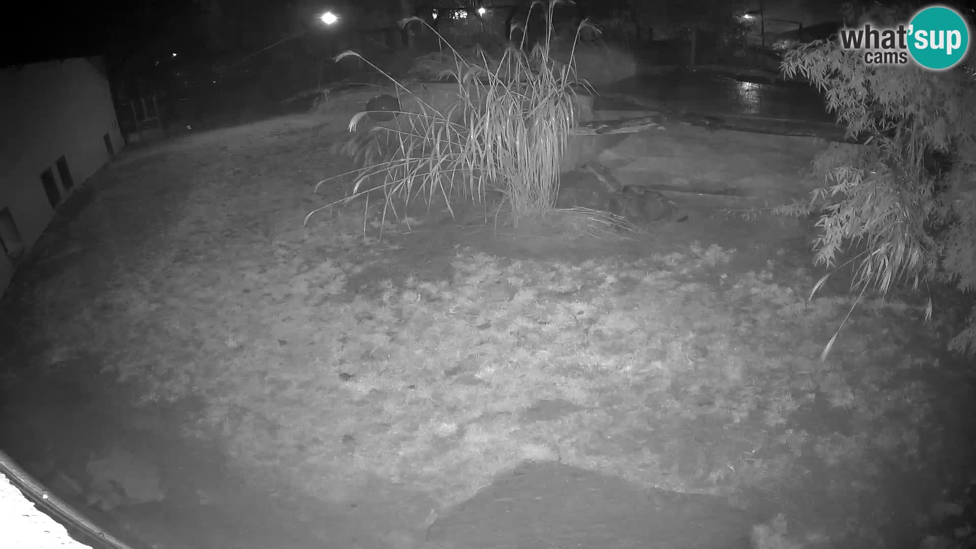 LEONE live Webcam nello zoo di Lubiana – Slovenia