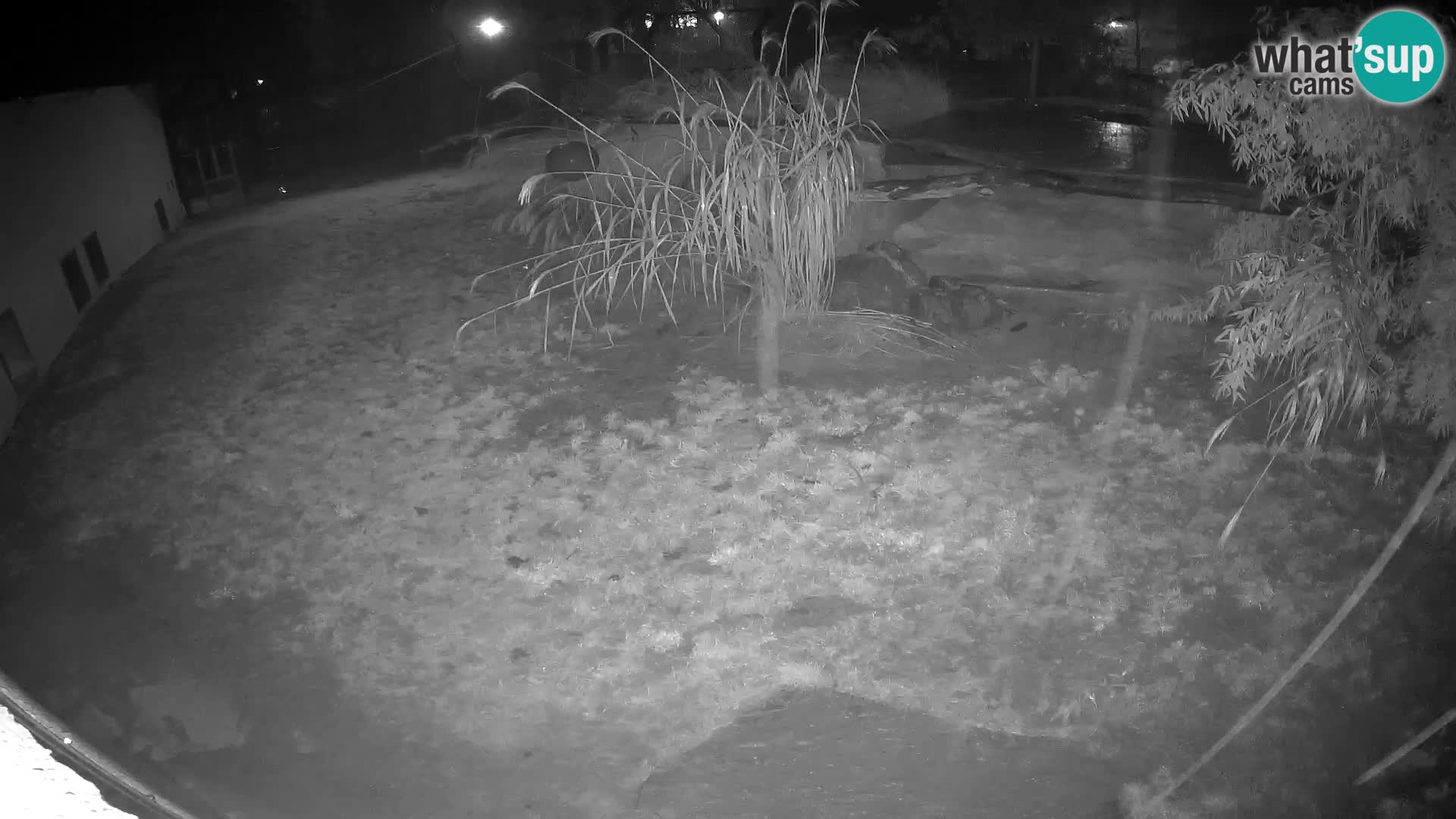 LEON Webcam en vivo en Ljubljana Zoo – Eslovenia