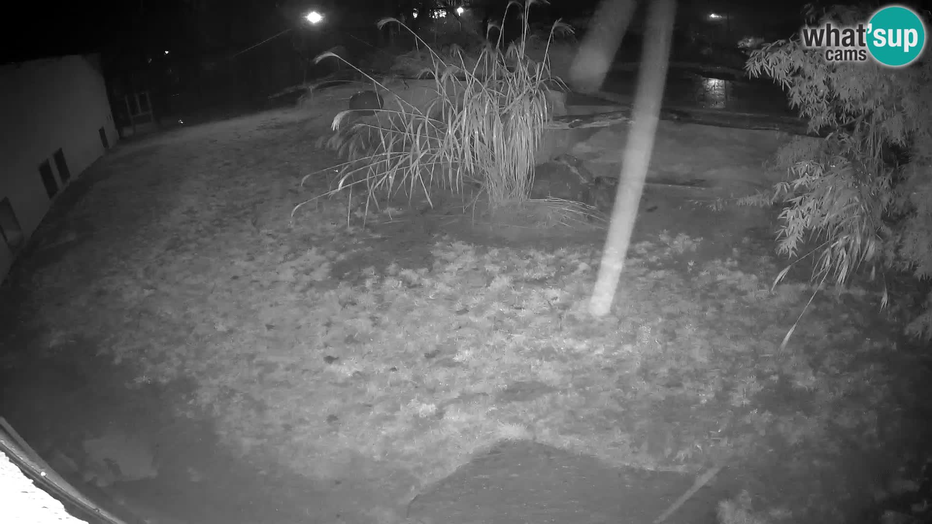 LION live Webcam in Ljubljana Zoo – Slovenia