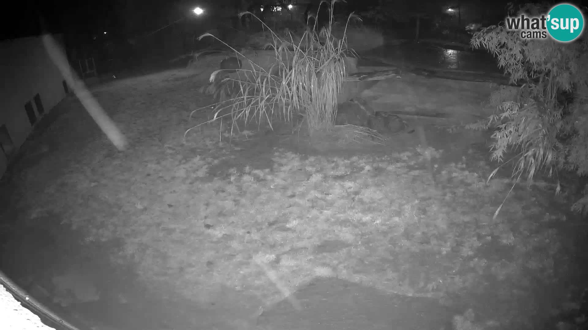 LEONE live Webcam nello zoo di Lubiana – Slovenia