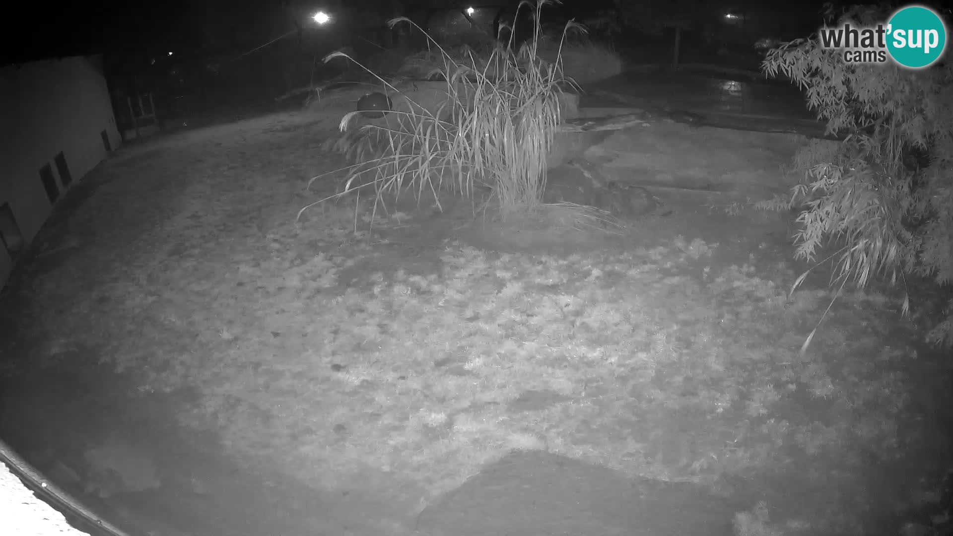 LION live Webcam in Ljubljana Zoo – Slovenia