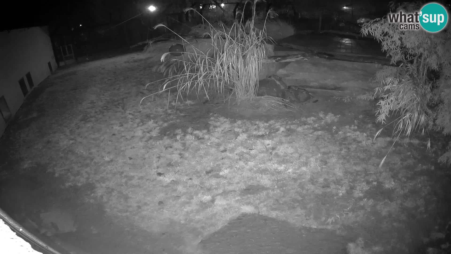 LION live Webcam in Ljubljana Zoo – Slovenia