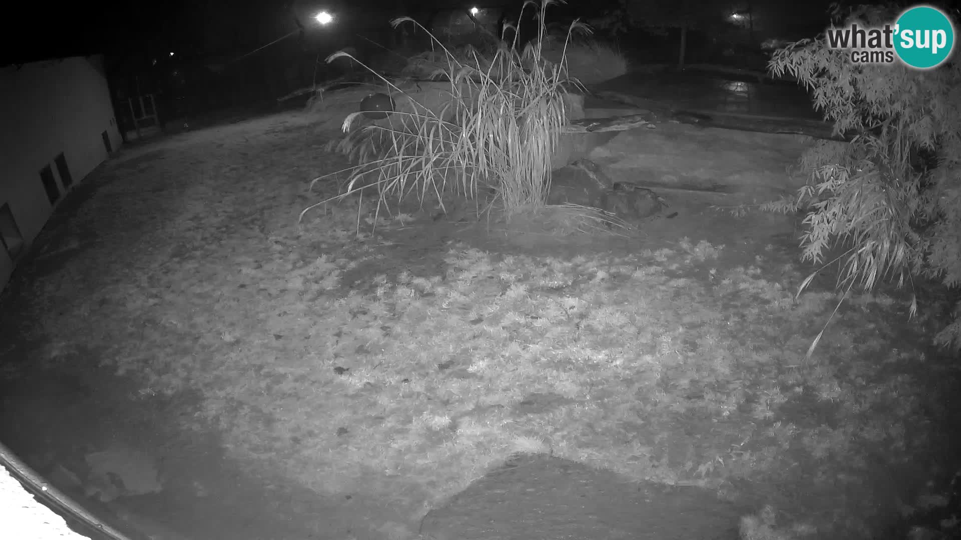 Löwe live Webcam im Zoo von Ljubljana – Slowenien