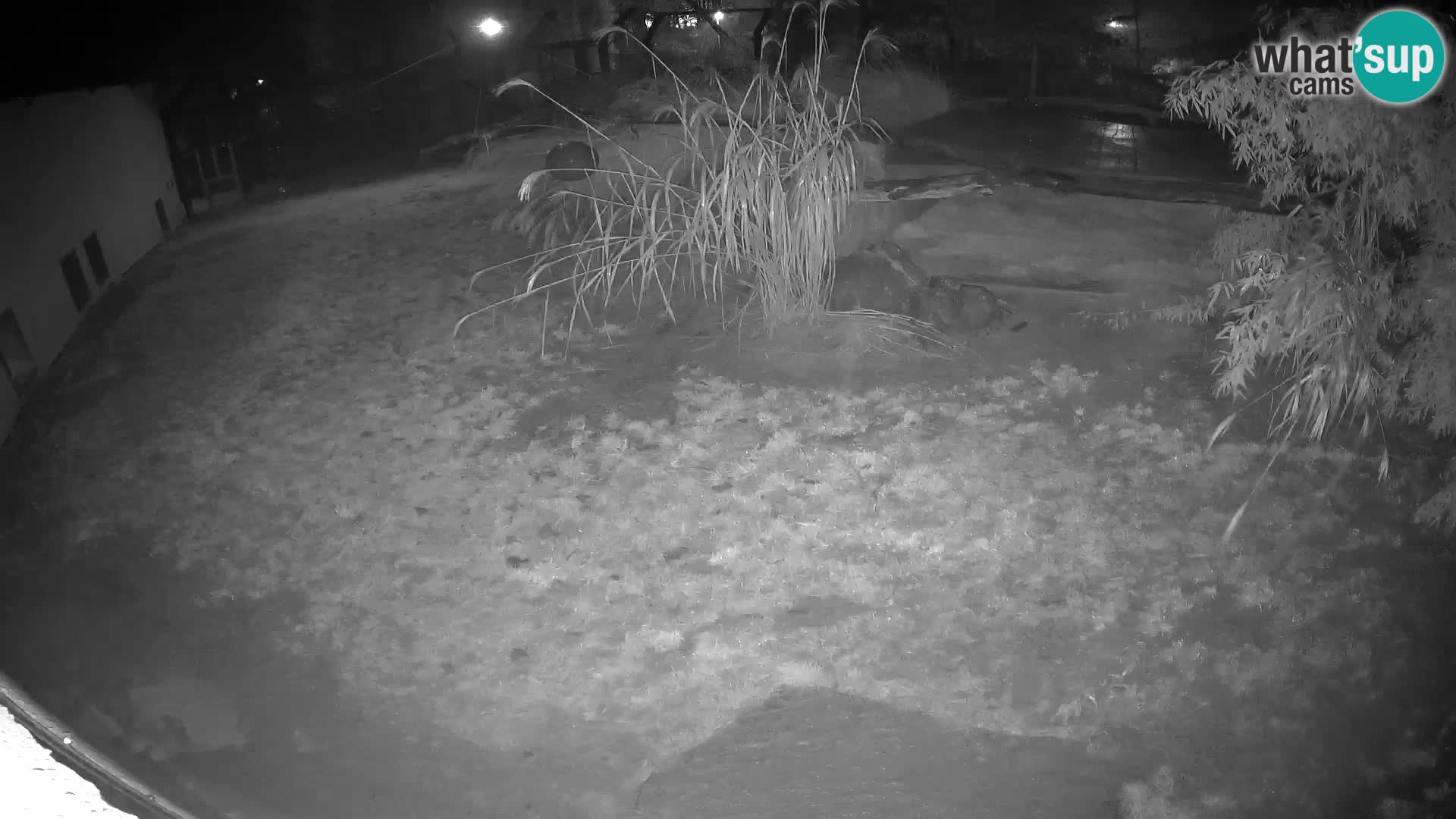 LION live Webcam in Ljubljana Zoo – Slovenia