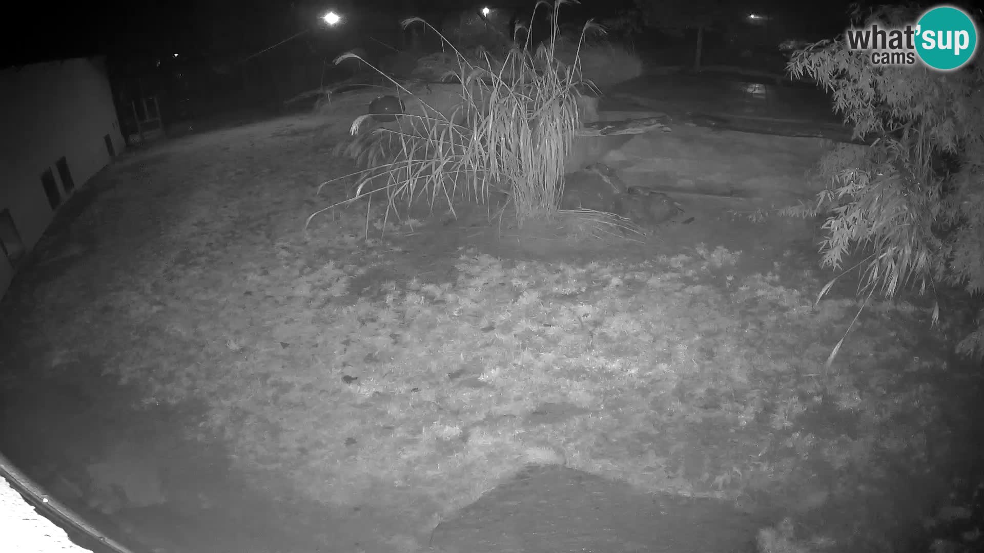 LEON Webcam en vivo en Ljubljana Zoo – Eslovenia