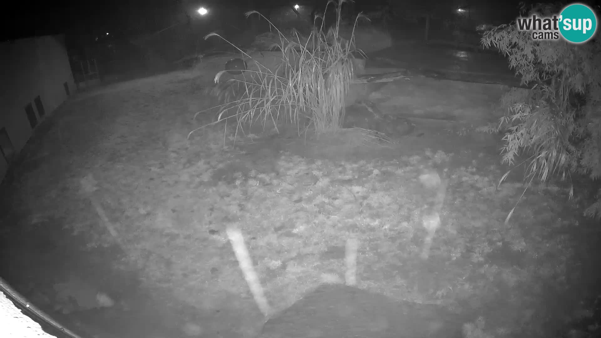 Löwe live Webcam im Zoo von Ljubljana – Slowenien