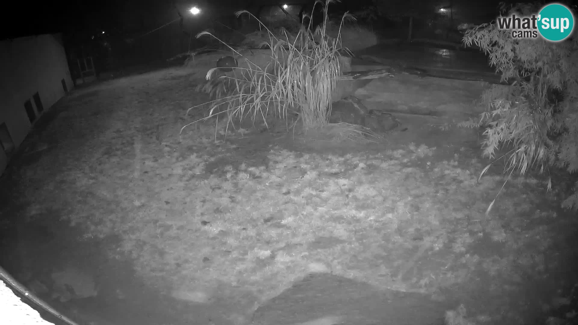 Löwe live Webcam im Zoo von Ljubljana – Slowenien