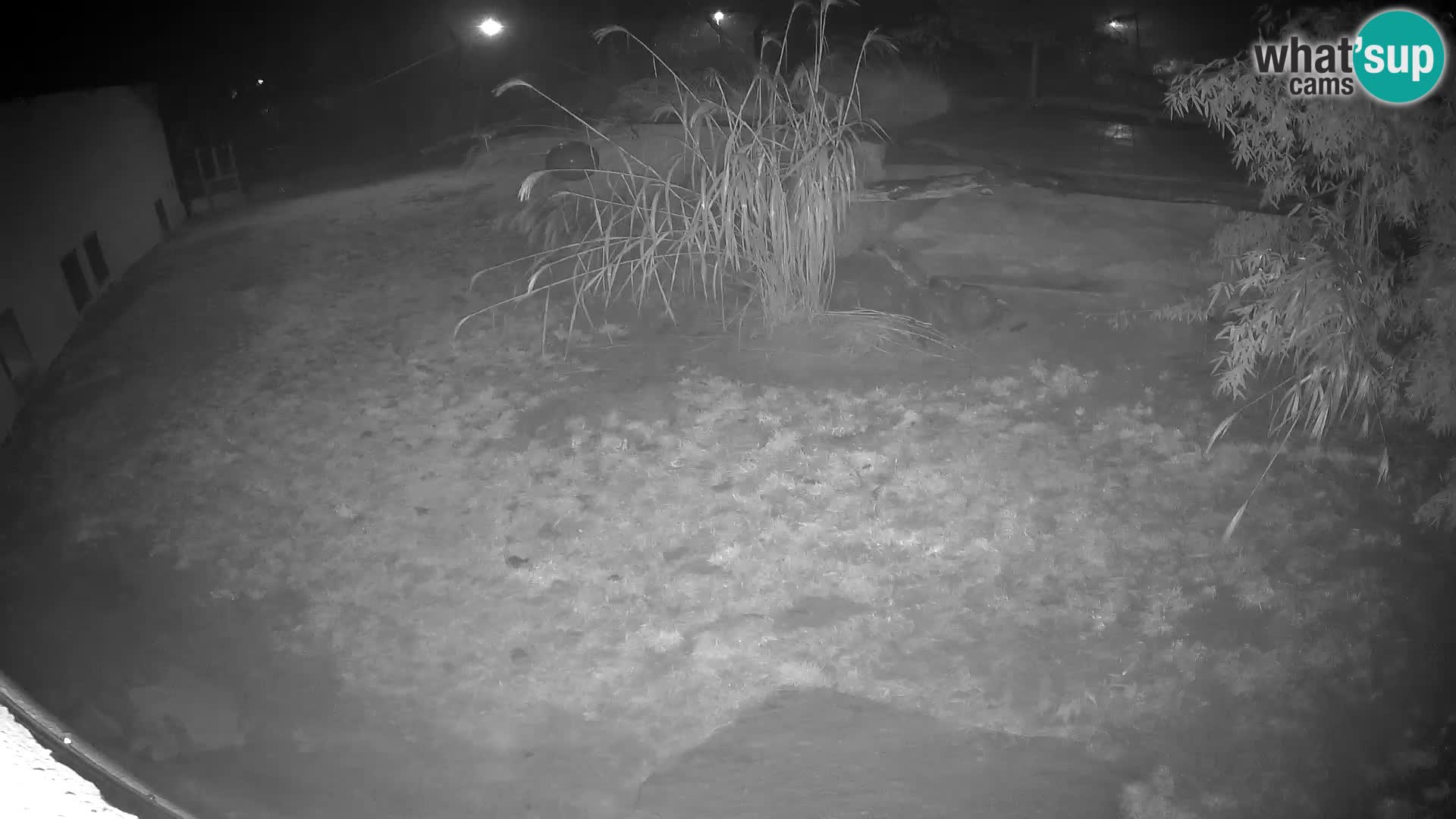 Löwe live Webcam im Zoo von Ljubljana – Slowenien