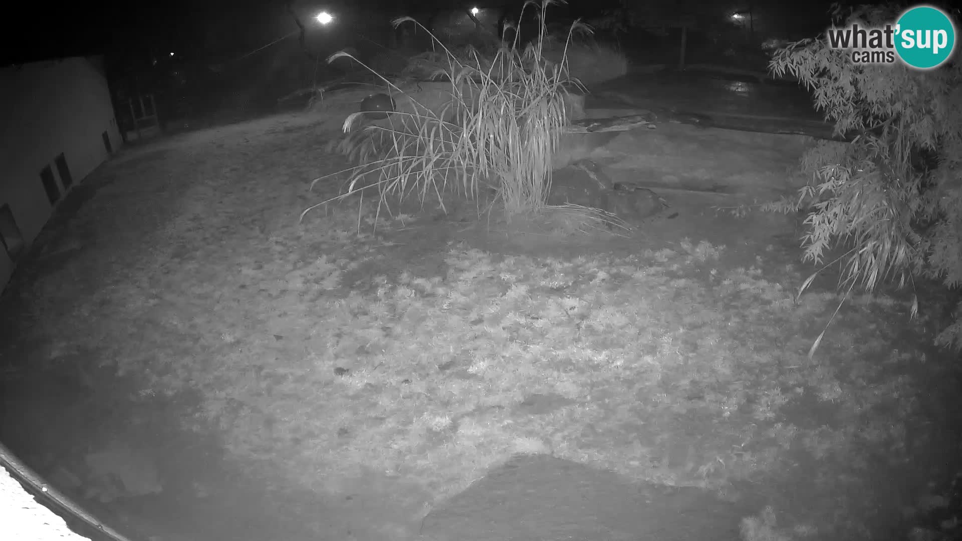 LEON Webcam en vivo en Ljubljana Zoo – Eslovenia