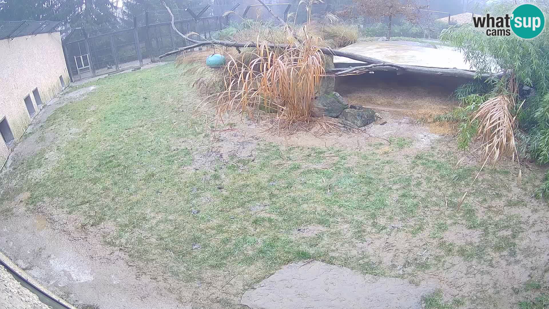 LEVI spletna kamera v živalskem vrtu Ljubljana Zoo