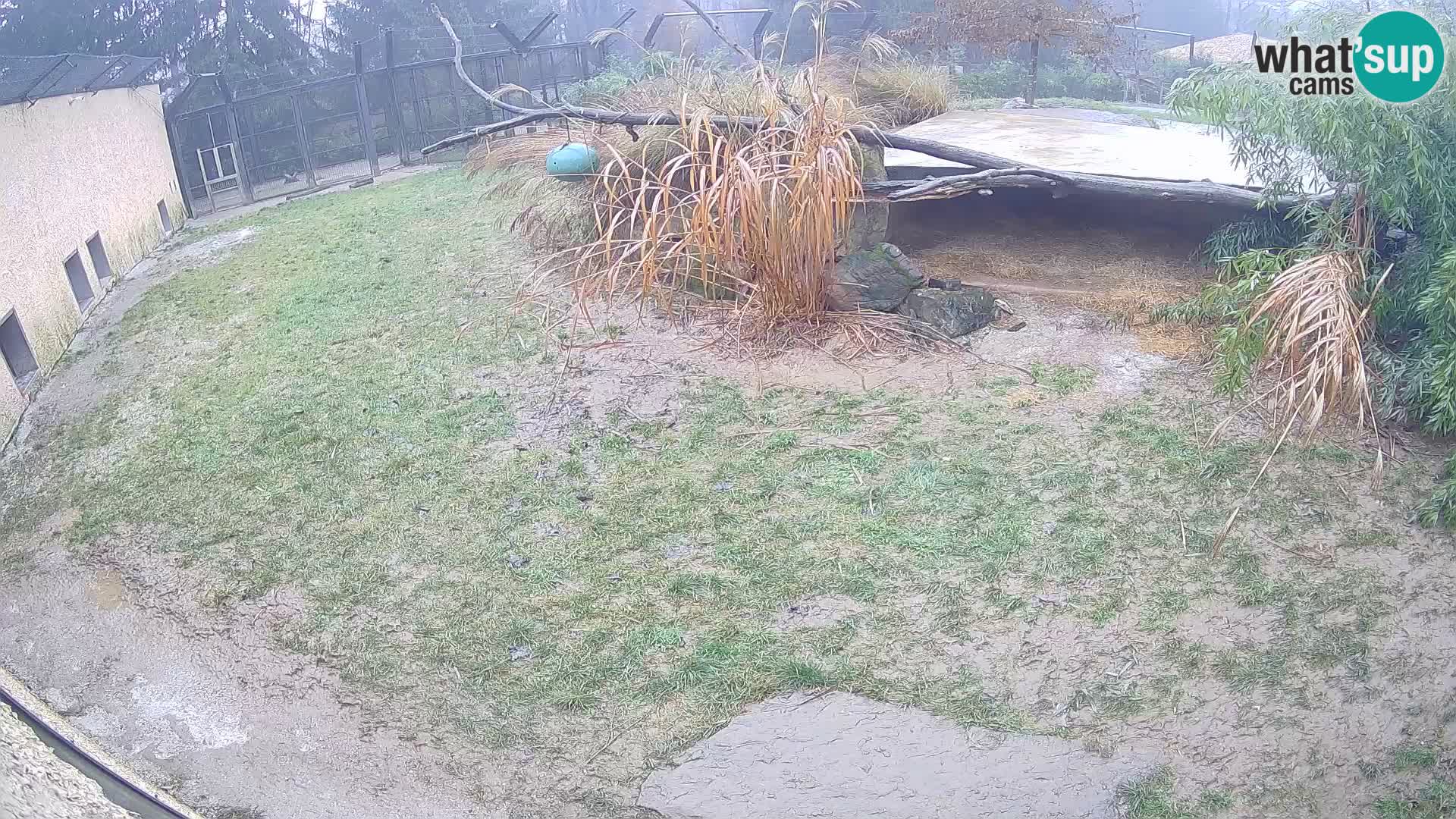 LEONE live Webcam nello zoo di Lubiana – Slovenia