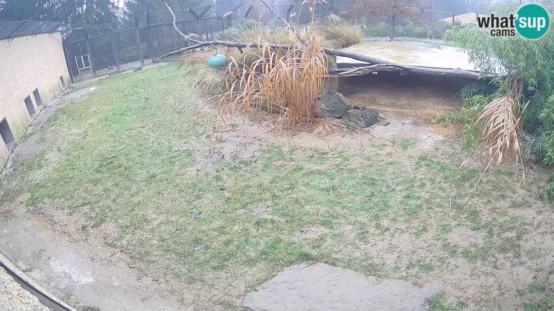 Löwe live Webcam im Zoo von Ljubljana – Slowenien
