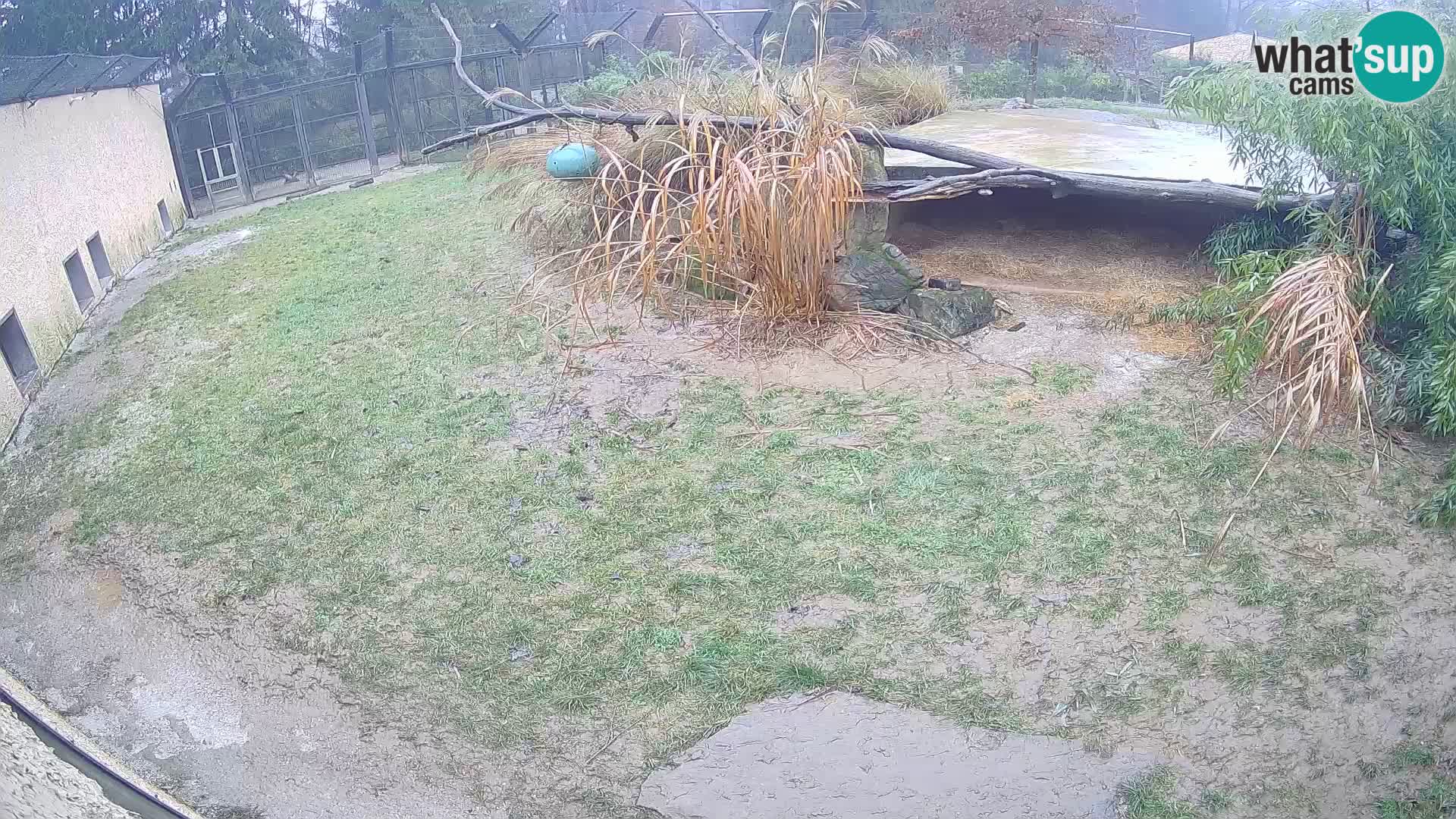 LEONE live Webcam nello zoo di Lubiana – Slovenia