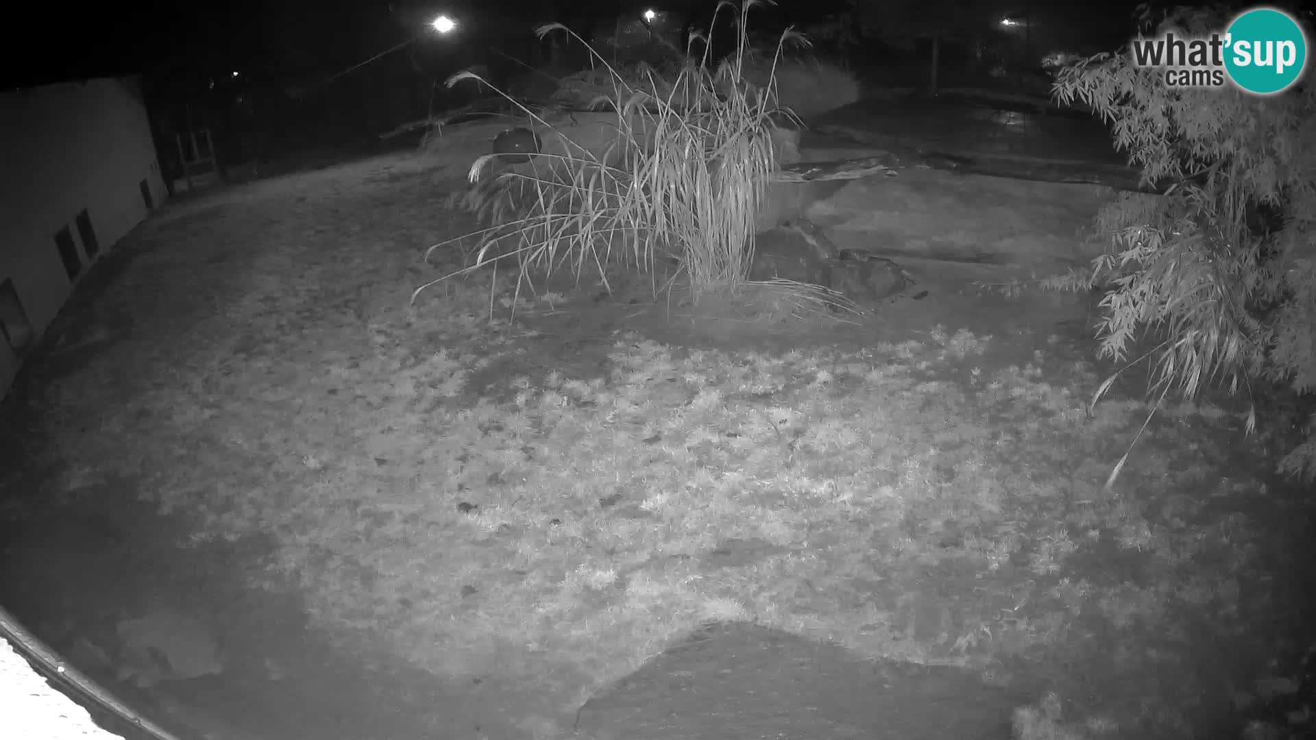 LEONE live Webcam nello zoo di Lubiana – Slovenia