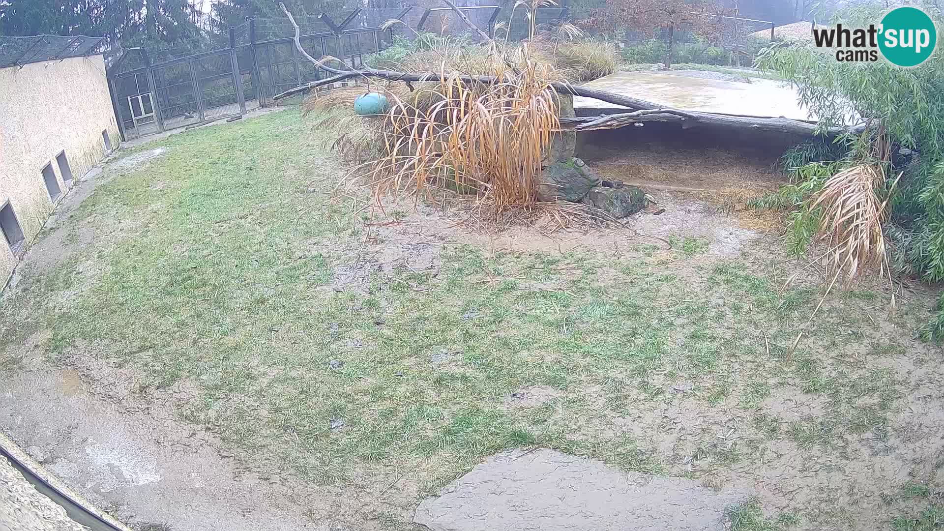 LEON Webcam en vivo en Ljubljana Zoo – Eslovenia