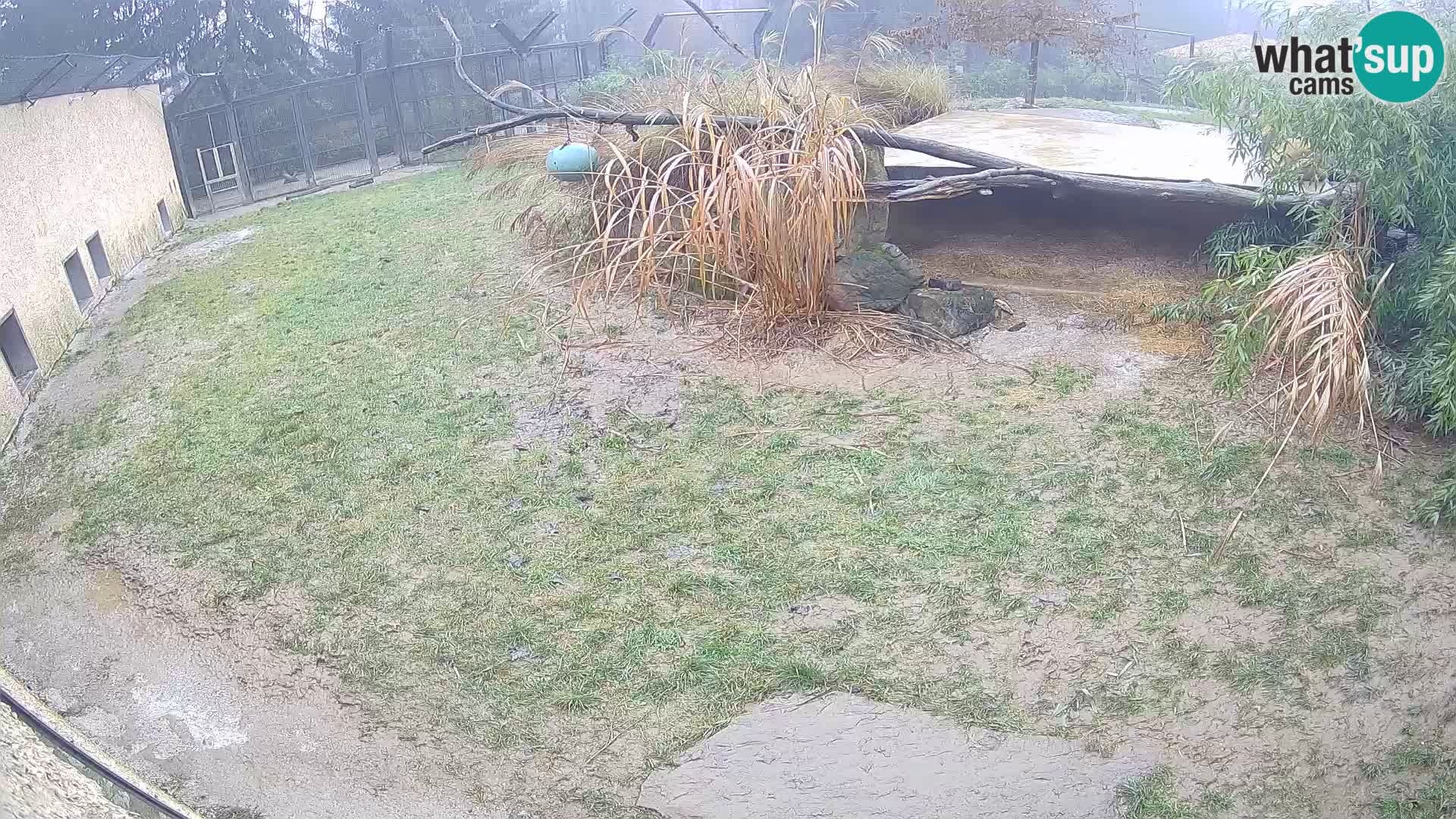 LEONE live Webcam nello zoo di Lubiana – Slovenia