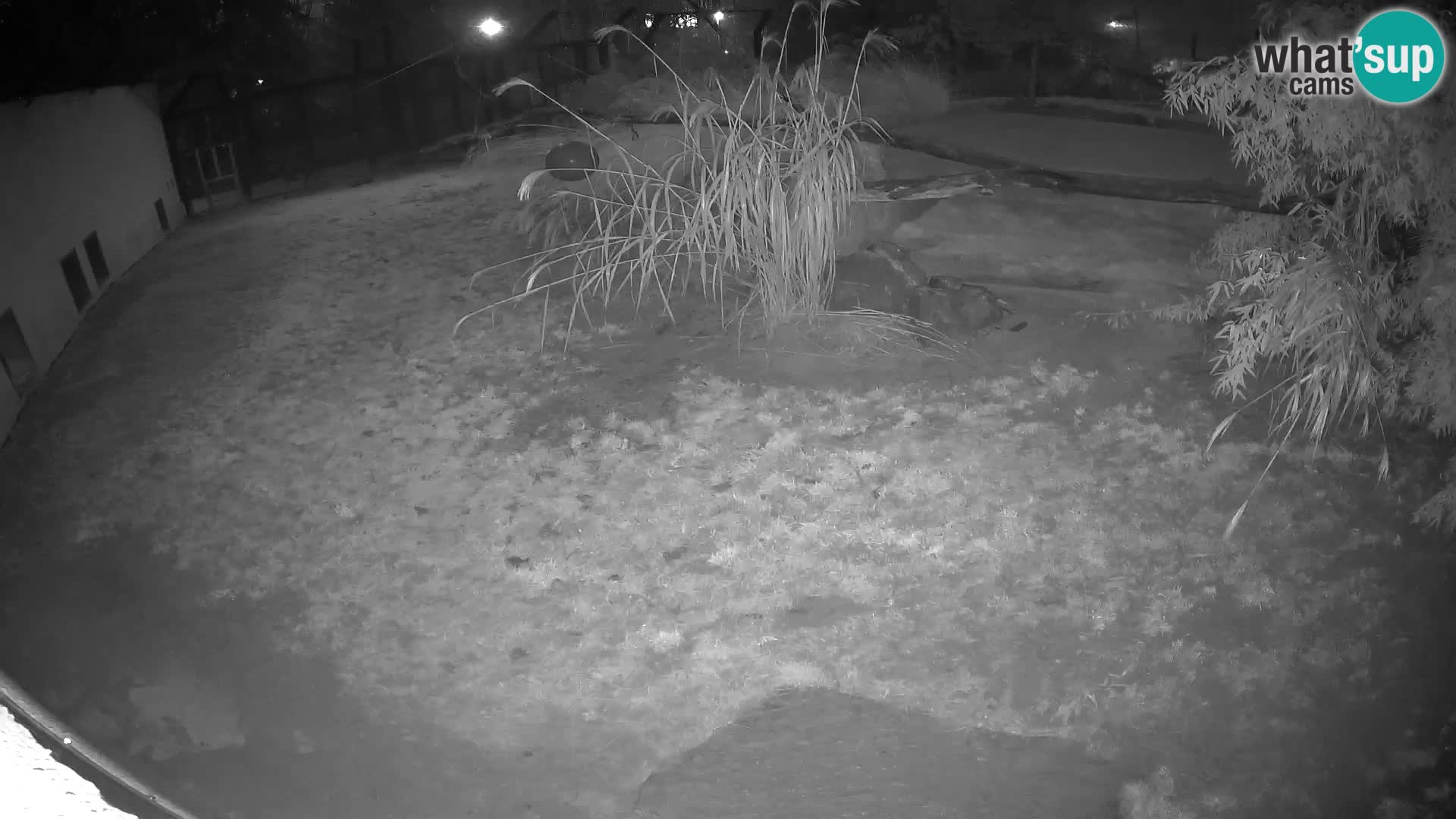 LION webcam en direct du zoo de Ljubljana – Slovénie