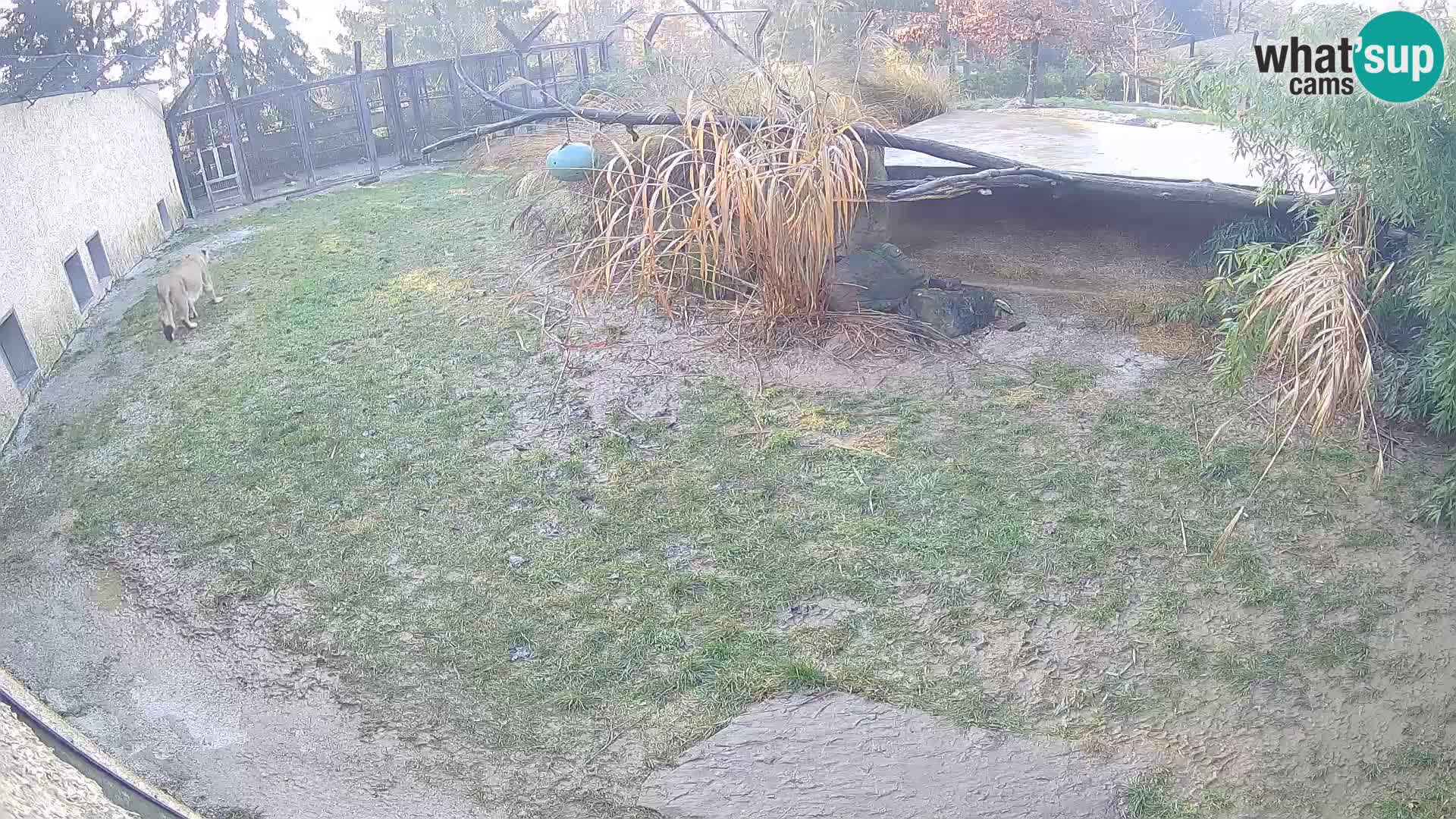 LION live Webcam in Ljubljana Zoo – Slovenia